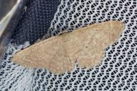 Idaea belemiata helianthemata