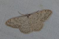 Scopula marginepunctata