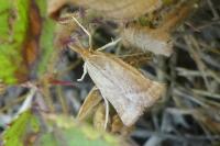 Synaphe punctalis