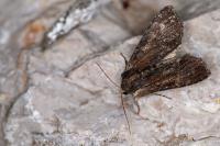 Apamea crenata