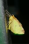 Opisthograptis luteolata