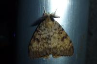 Lymantria dispar