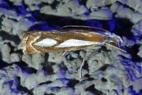 Catoptria gr. permutatellus