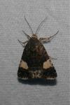Tyta luctuosa