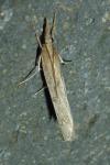 Pediasia contaminella