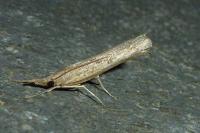 Pediasia contaminella
