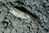 Catoptria falsella