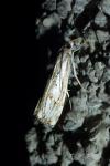 Catoptria falsella