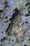 Eudonia mercurella