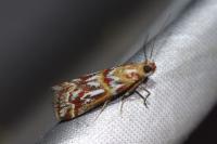 Acrobasis porphyrella