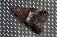 Acrobasis marmorea