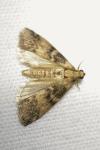 Euzophera pinguis