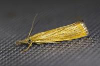 Agriphila straminella