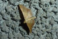 Endotricha flammealis