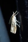 Catoptria verellus