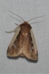 Ochropleura plecta