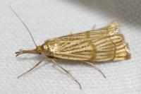 Chrysocrambus linetella