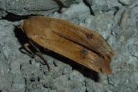 Noctua pronuba