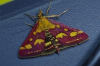 Pyrausta purpuralis