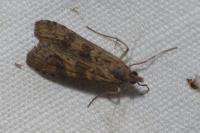 Nomophila noctuella