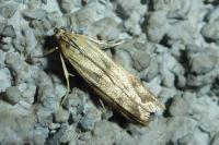 Homoeosoma sinuella