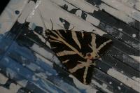 Euplagia quadripunctaria