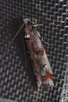 Pempelia palumbella