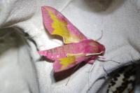 Deilephila porcellus