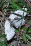Cilix glaucata