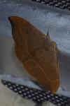 Watsonalla binaria