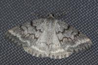 Pseudoterpna coronillaria