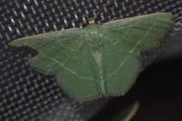 Chlorissa viridata