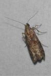 Phycita roborella