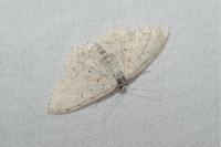 Scopula marginepunctata