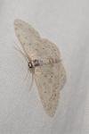 Scopula marginepunctata