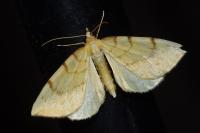 Gandaritis pyraliata
