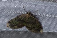 Hydriomena furcata