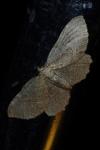 Philereme vetulata