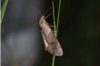 Pachycnemia hippocastanaria hippocastanaria