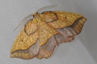 Epione repandaria