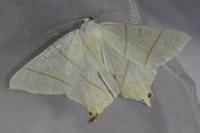Ourapteryx sambucaria