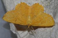 Angerona prunaria