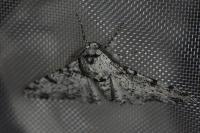 Biston betularia