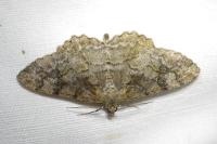 Alcis repandata