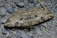 Peribatodes rhomboidaria rhomboidaria