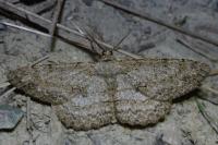 Hypomecis punctinalis