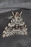 Lymantria monacha