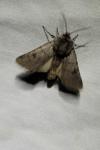 Agrotis cinerea