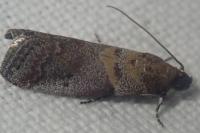 Acrobasis glaucella/fallouella