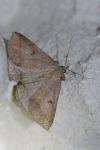 Zanclognatha lunalis